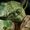 Yoda's Vault