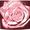 Shower of Roses