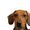 I Just Love Dachshund