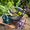 Pure healing essential oils