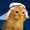 arabian cat
