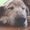 Cats and Dogs