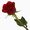 Aryamol T S