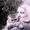 Cat Cade