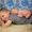Courtney Embrich