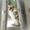 Tokyo Neko