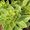 Uk Chantheany