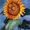 Cynthia Barnes Art