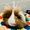 Tribble Town Caviary