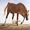 Me, My Horse, My Dog