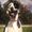 Kellys GreatDanes