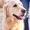 Dog Care