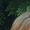 Susan Crawford