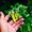 Master Gardener
