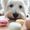 Dogs and Puppies Breed