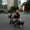 Walking and Typing