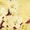 Cherry Orchard Attic