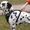 DogsHarnessGuide