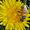 Dandilion Bee