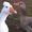 Billsn Beaks