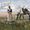 A Wyoming Prairie Wife