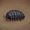 Everson Woodlouse
