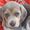 Cynthia Beagles