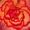 Scarlet Begonias