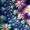 Violet Vespertine