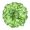 lettuce