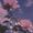 ʚ alyssum