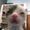 martihavecat