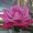 rosemarie wind