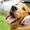 Top Dog Care Tips