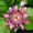 Passiflora Pinner