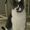 mousecat