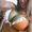 Shelly Wolfe