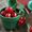 Cherry Joy