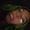 Deovian_harris