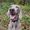 Weimaraner Planet