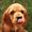 Dogs Puppys