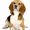 Dog Care Online