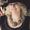 Donna Faerber