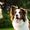 DoggieDesigner
