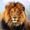 Lion Man
