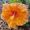 Rose Waipouri-Arrol