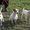 Jack Russell Terrier