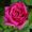 BloomingWithARose