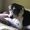 Border Colliegirl
