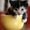 Cats and Kittens